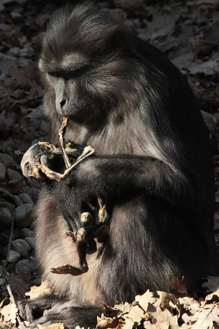 Illustration for article titled Captan por primera vez el espeluznante
momento en el que un macaco de Togian se come a su bebé muerto